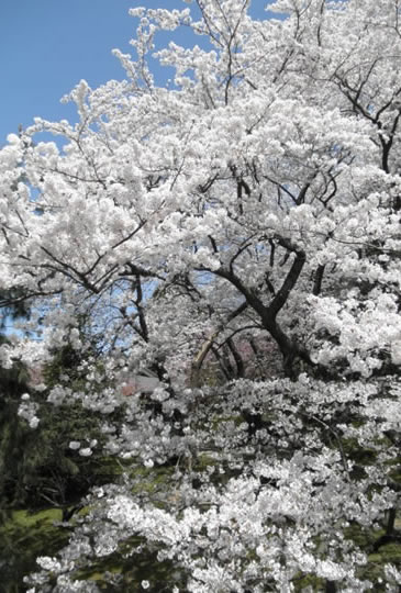 sakura flowers